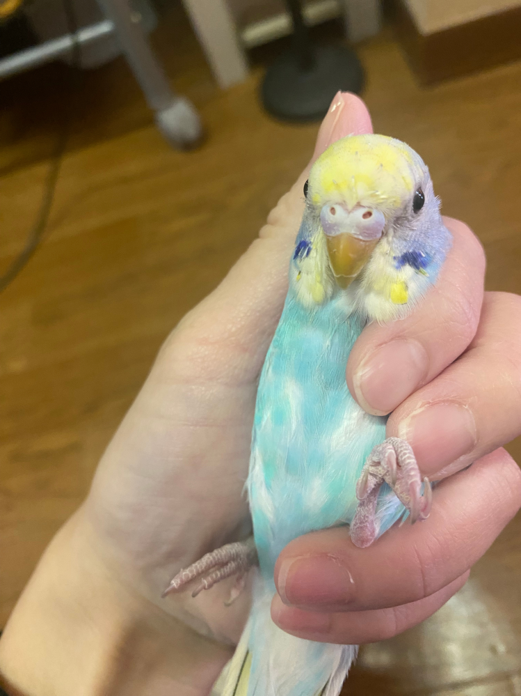 セキセイインコさんについての質問です。11月の頭にセキセイイン