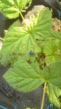 これって何の虫 大量に現れてラズベリーの葉っぱをムシャムシャ食べてる Yahoo 知恵袋