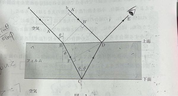 BDとBFの光の長さが同じだと解説にあったのですが、光路差と経路差って何か違うんですか？同じ長さには見えないんですけど…