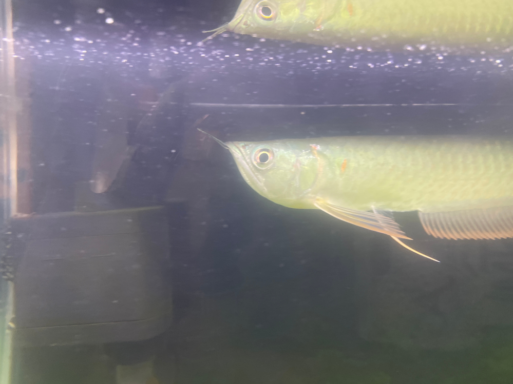 現在90cm水槽でシルバーアロワナ（20cm程度)とポリプテルスエンドリケ