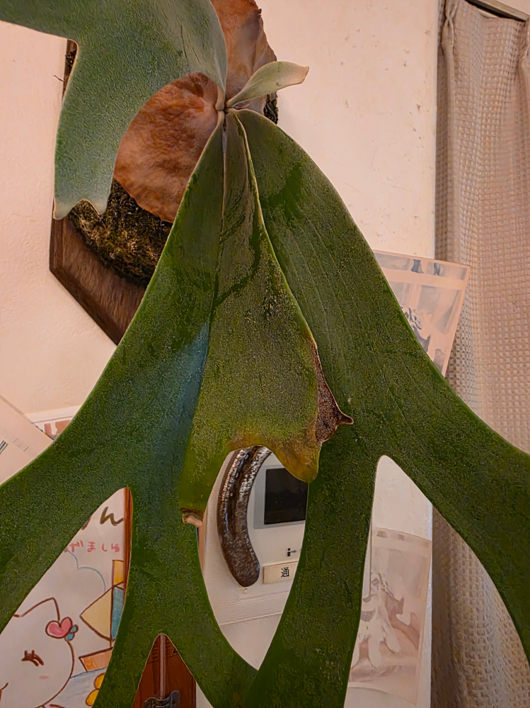 庭の木を切っていいか・・・ - 庭にどんぐりの木があります。これは