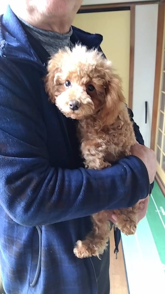 至急！！ちゃたろう、ちゃちゃまる、ちゃむどの名前がいいと思います