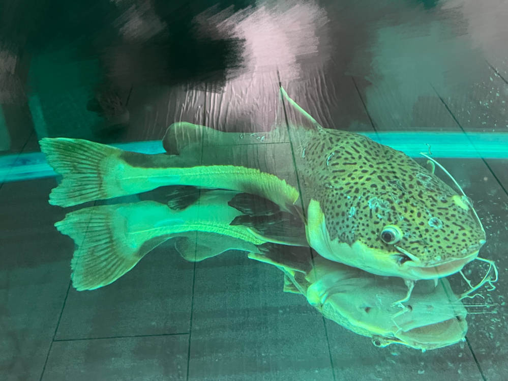 レッドテールキャットの体調について相談させてください。魚飼育は初 