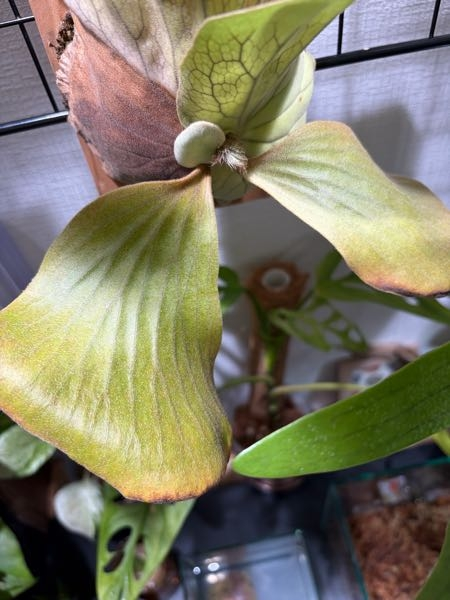 ビカクシダ　エレファントティス　　胞子葉あり　子株3つ展開中 ビカクシダ エレファントティス 胞子葉あり 子株3つ展開中 ビカクシダ