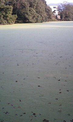 浮き草で覆われた野池の攻め方 バスフィッシング 久しぶりに昔 良 Yahoo 知恵袋