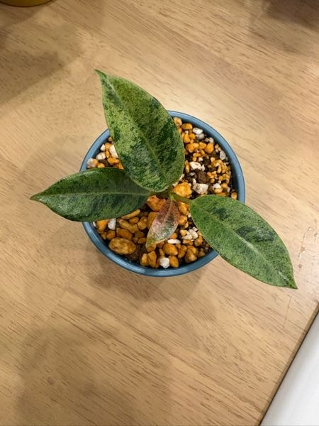 園芸店で「フィカス」とだけ記載された観葉植物を見つけました。あま