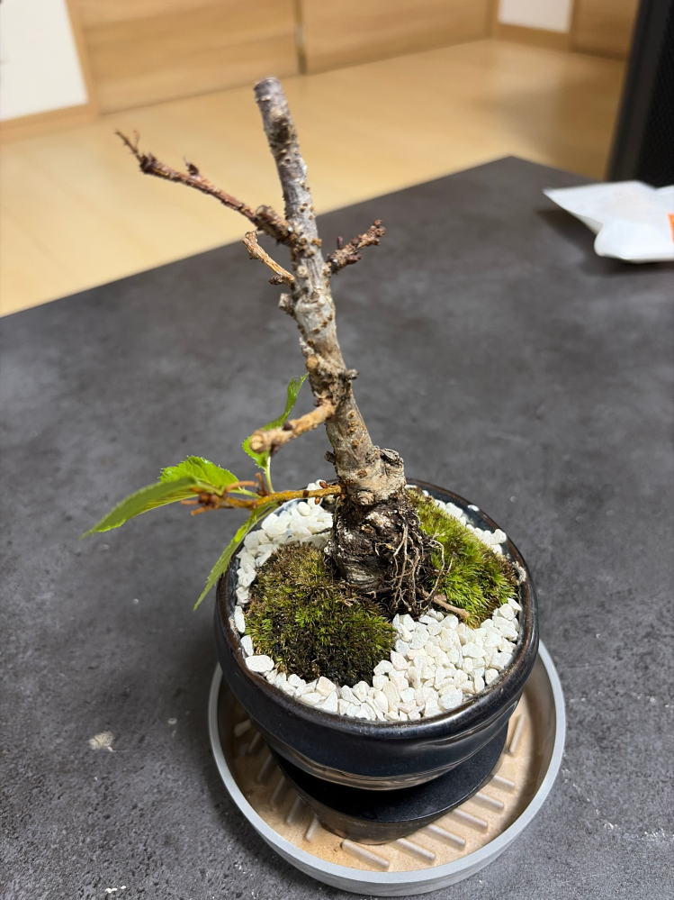 盆栽の十月桜にについて質問です。私は去年の夏から十月桜を育て始め