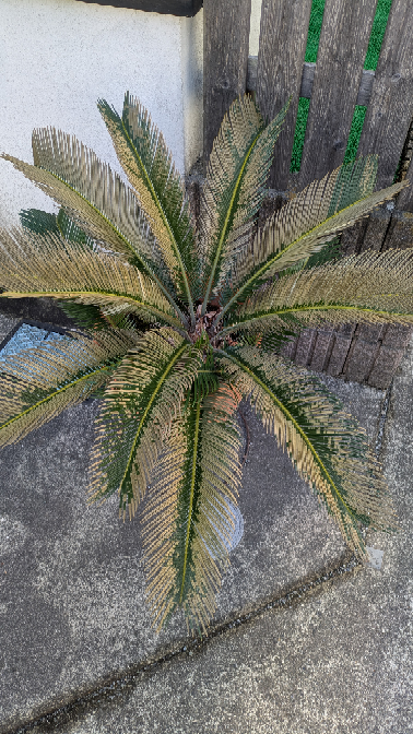 ソテツ 土 ソテツの植替え・株分け 126-129号