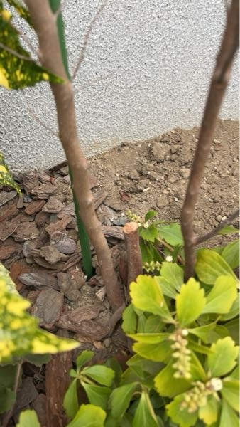 庭にヒメシャラを植えています。写真のように土から3本幹(?)が出