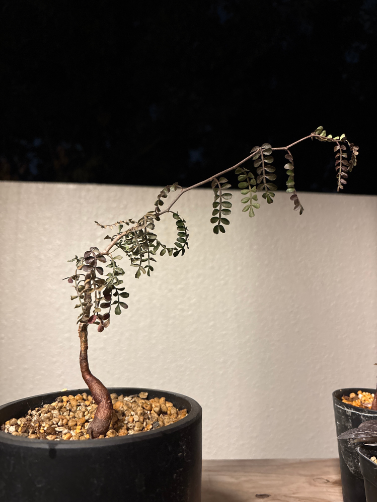 パキプスについて質問です。下の画像はパキプス実生一年の株です