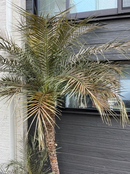 大小一本づつのフェニックスロベレニーを路地植えし、はじめての冬越え