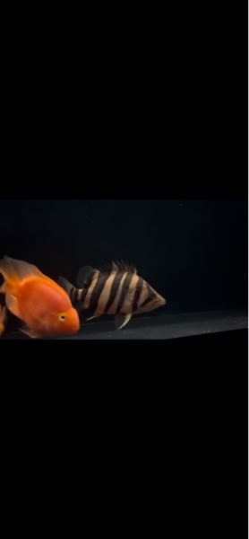 体長20cmほどのダトニオプラスワンです。稚魚から育てて、本日最も発色 