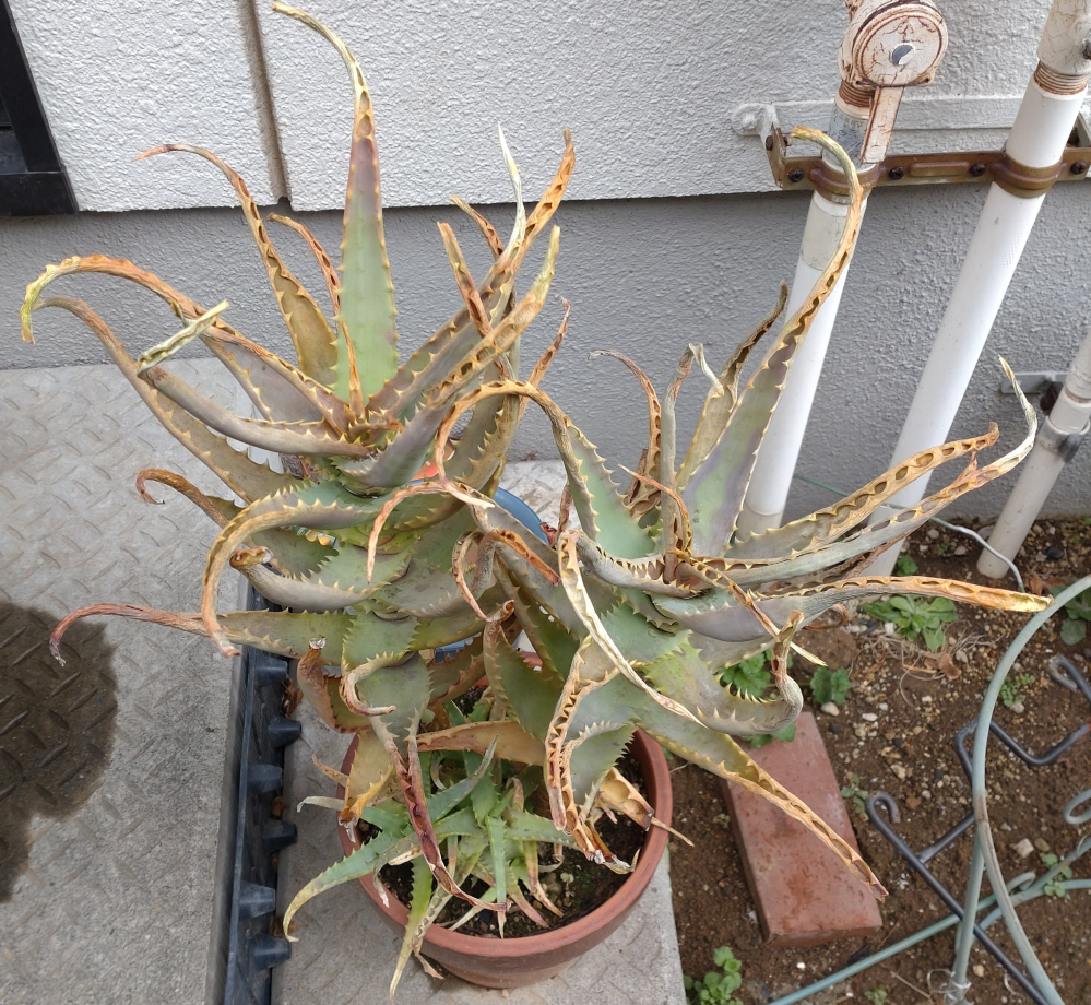 お世話になります。盆栽鉢に押してある落款なのですか？何と読むの