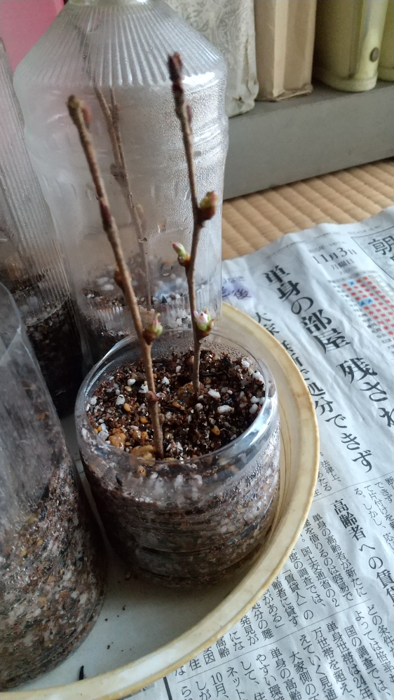 桜の挿し木について質問です。先月挿し木した枝の花芽が色づいてきま