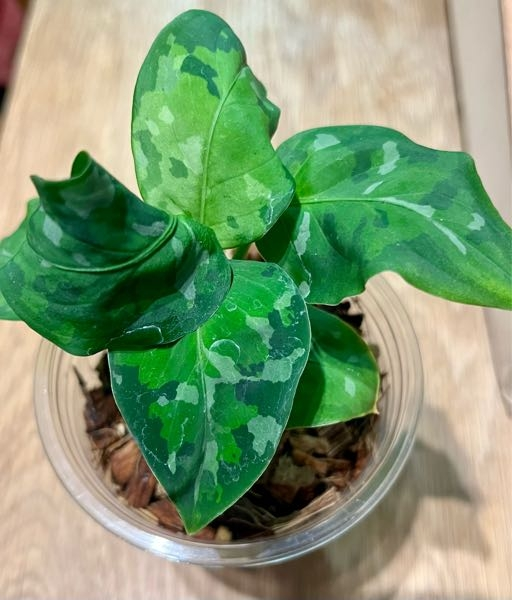観葉植物の名前を教えてほしいです。ホームセンターの園芸コーナーで