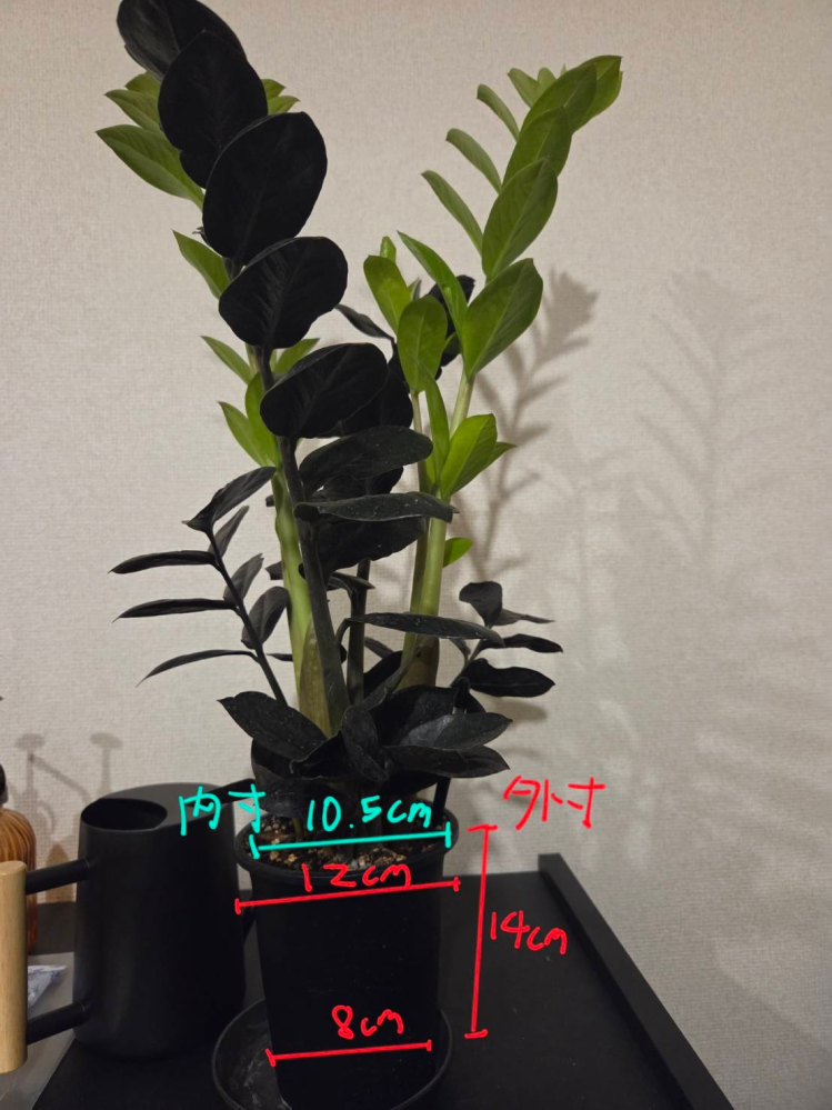 陶器の鉢への植え替えについてザミオクルカス・レイヴンの植え替えを