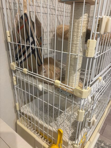 生後2ヶ月の子猫がきました。居場所を認識させるために基本ゲージ飼 
