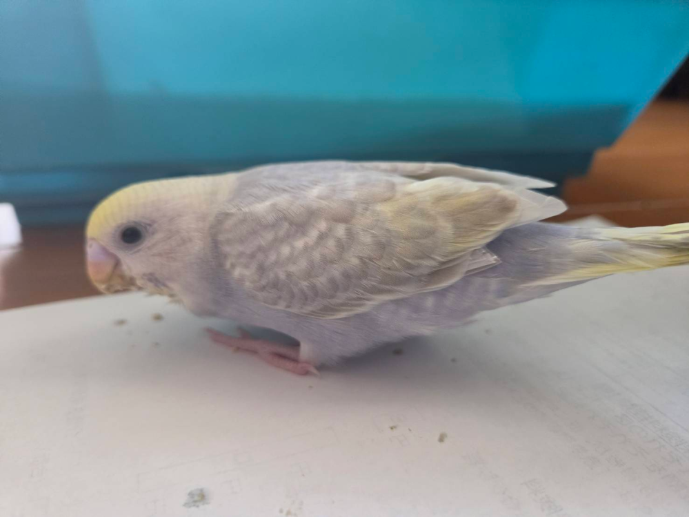 せきせいいんこ 画像のセキセイインコの品種を教えてください。お店の表示には、パス