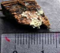 ナメクジの卵の特徴について教えてください 去年の6月頃に自宅の Yahoo 知恵袋