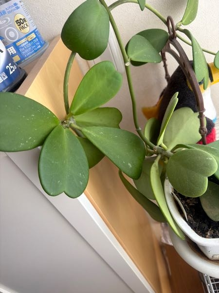 ハートの形の葉の観葉植物の名前を知りたいです。またこの植物はつる