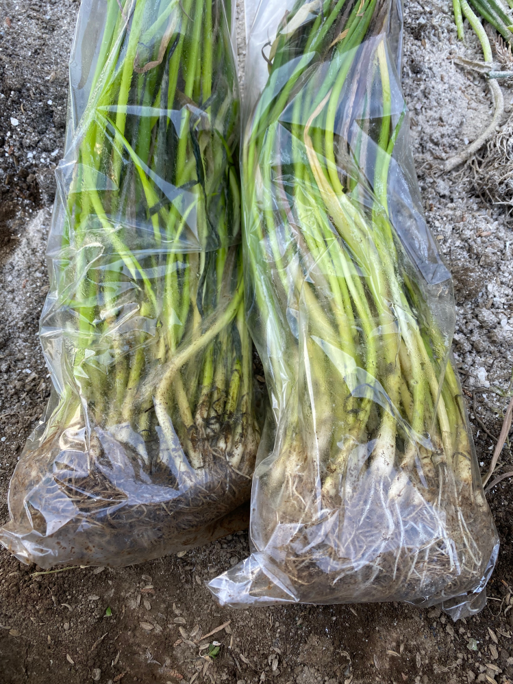 ネギの苗なのですが、購入して2週間くらい経ってしまいました。植えて 