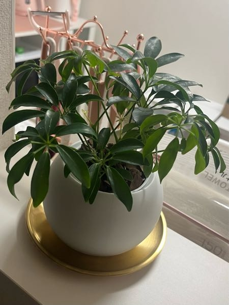 最近お迎えした観葉植物の名前が分かりません。分かる方教えてくださ 