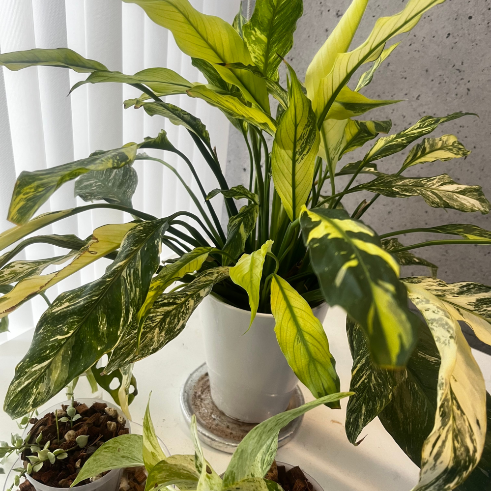 有識者のみなさま、この観葉植物の名前を教えていただけますでしょう