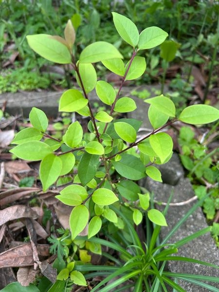 コレは何ですか？雑草？案外綺麗な葉っぱなんですが… - トウネズミモチ