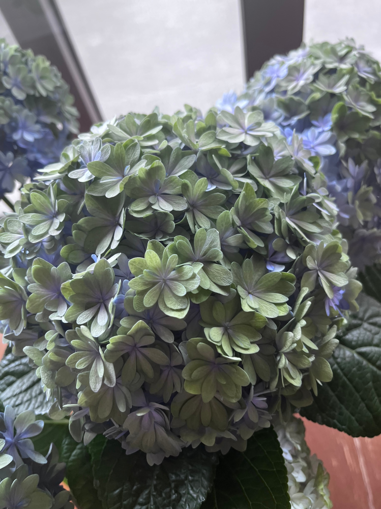 【リピ割】赤く染まったライムグリーン紫陽花ドライフラワー㊹大きさ不揃い12点 紫陽花に関する質問です。4月10日頃に購入した紫陽花の花びらが緑