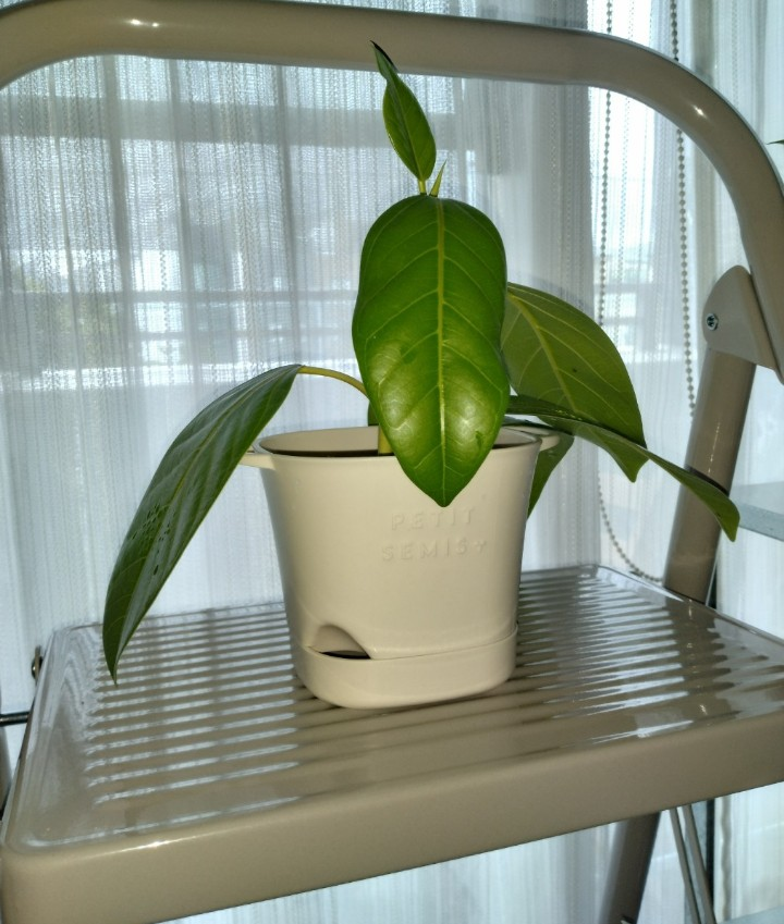 こちらの観葉植物、フィカス系だと思うのですが、正式な名前分かる方