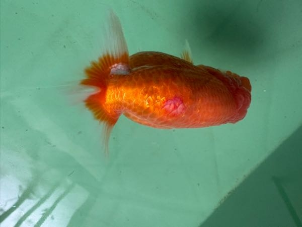 プラ船ごとらんちゅう売ります らんちゅうに詳しい方お願いします。60 