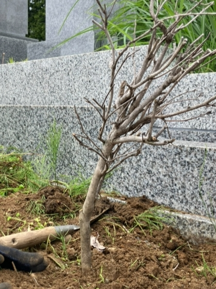 うちのツバキの木を助けて下さい！ - 庭のツバキの木が枯れかかって 