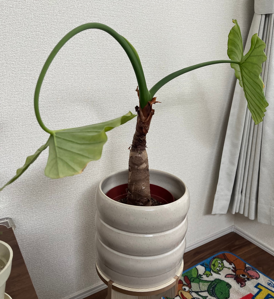 観葉植物について、教えてください！【クワズイモ】を1年前に購入しま
