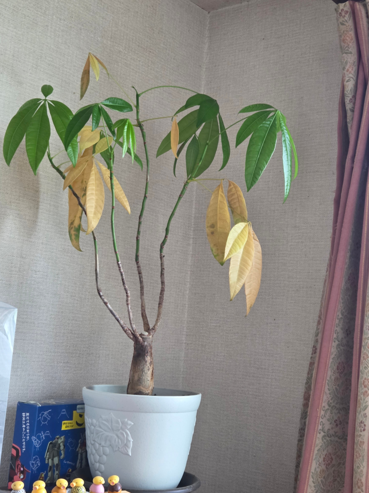 パキラを一回り大きい鉢に数年振りに植え替えました。私が忙しく家族に