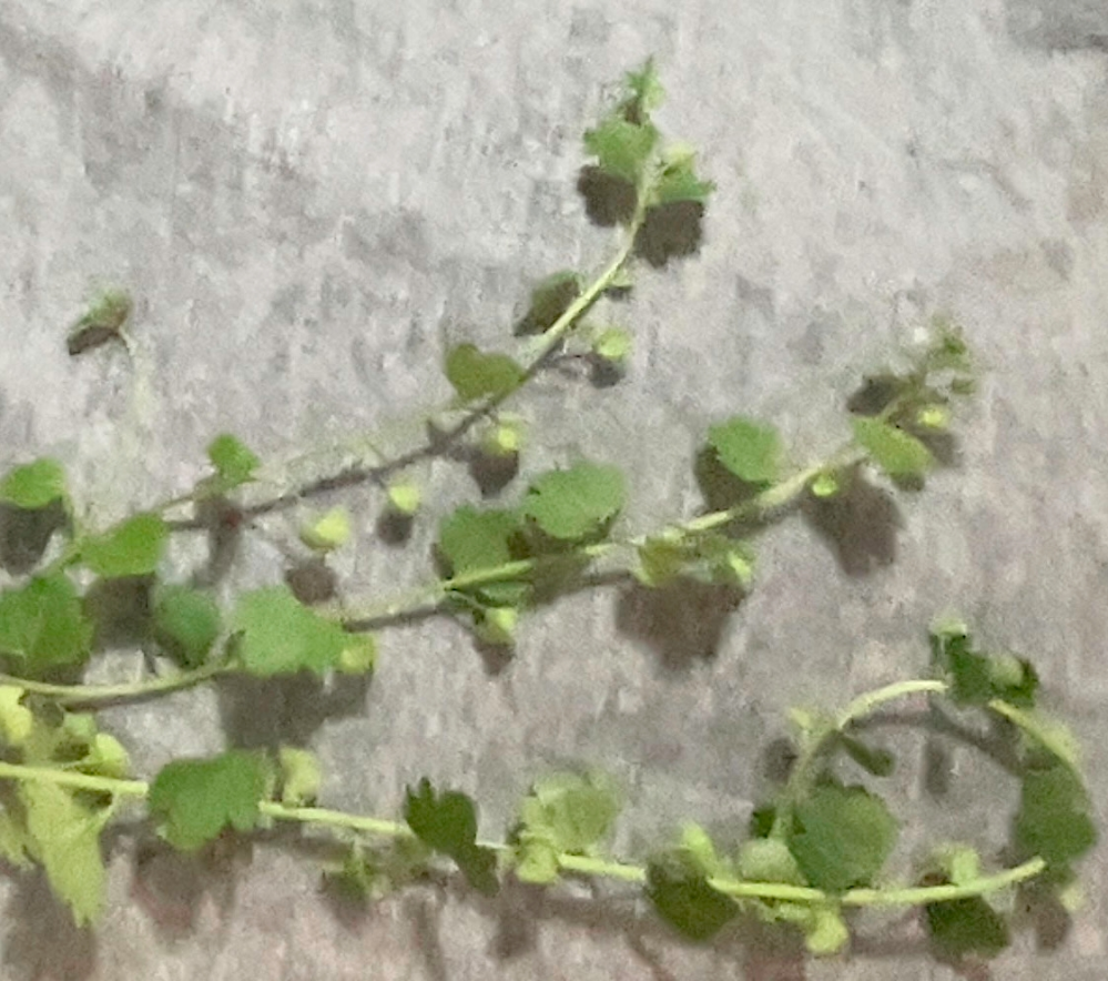 動く雑草