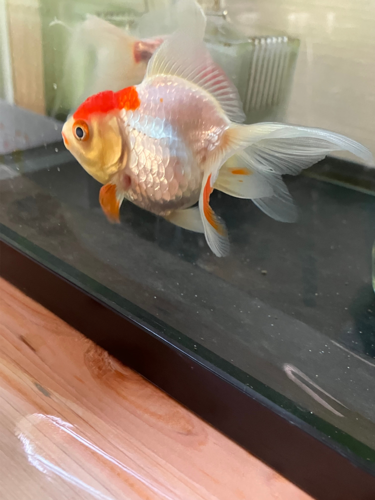 丹頂という金魚を飼っているのですが、ある時からヒレの一部がオレンジ色に着色しているのですが、これは何かの病気でしょうか？ それとも、特に放置していても問題ないでしょうか？ ちなみに、もう数ヶ月はこの状態だと思うのですが、見た感じ特に餌の食いつき等、体調に変化はないです。 詳しい方教えて下さると幸いです。