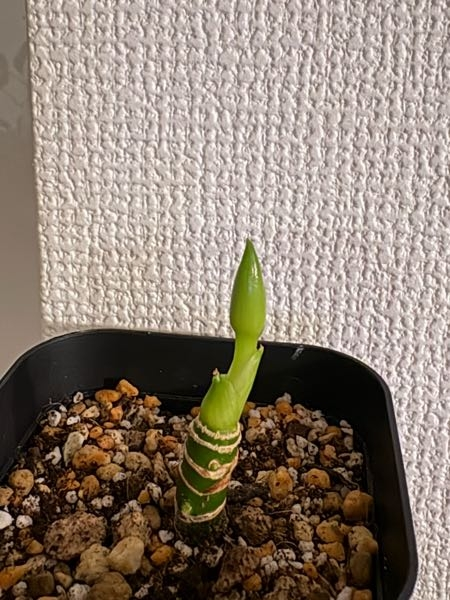 おはようございます。アグラオネマなのですが、カットしてから数ヶ月