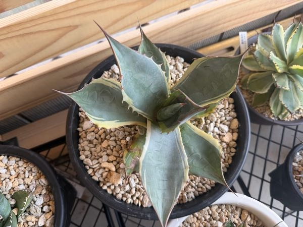 このアガベの名前わかりますか？輸入株の地植え出来るみたいなのです