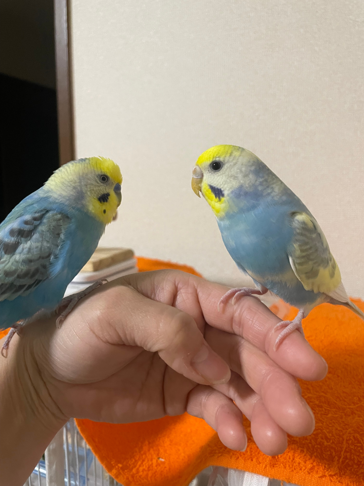 飼っているセキセイインコについて質問です。1歳と1ヶ月になる仔なん