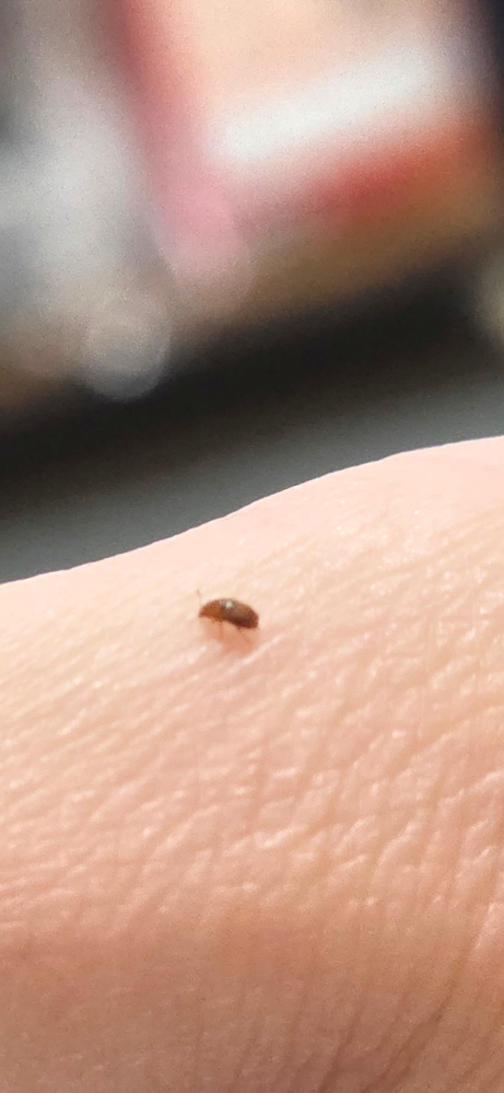 この虫わかる方教えてください。新しく買った夏用布団に何匹かくっつ