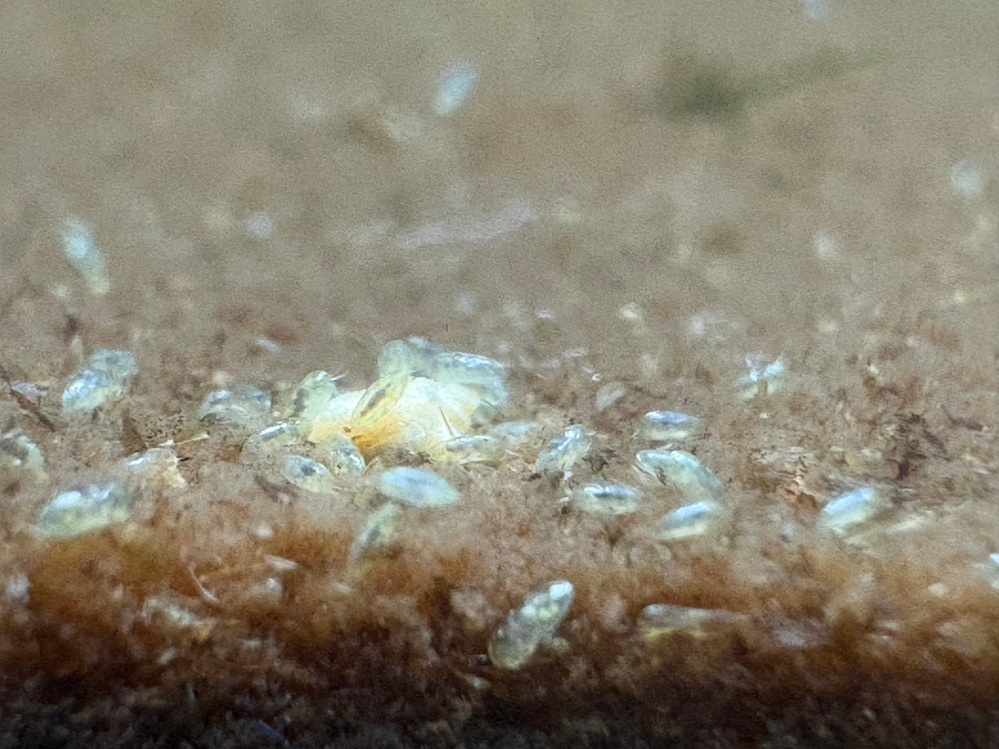 ミナミヌマエビの水槽に、透明がかった白っぽい1〜2ミリの楕円形の米粒のような生物が大量発生しています。ガラス面を活発に動いたり泳いだり、エビの餌に群がったりします。 ケンミジンコに似てるけど尻尾はないようです。 生物名が分かる人、教えて下さい。また、この生物は放置しても大丈夫でしょうか？よろしくお願いします。