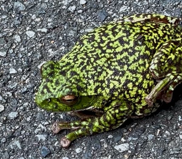 これは何と言うカエルでしょうか？ 兵庫県の山中の池のほとりにいました。 近づいて木の枝でつついても全く動こうとせず、弱っているのかと思い、池に戻してやると元気よく泳いで底に消えていきました。 鼻からお尻まで10センチほどで、写真ではわかりづらいですがお腹がぽってりと出ていたのが印象的でした。 その池には体長20センチほどのウシガエルが何匹かいたのですが、それと同じようには見えず、その池の側にある山の斜面からカカカカまたはカラカラカラのようなカエルらしき鳴き声が聞こえてきて、こちらのカエルではないかと思うのですが。