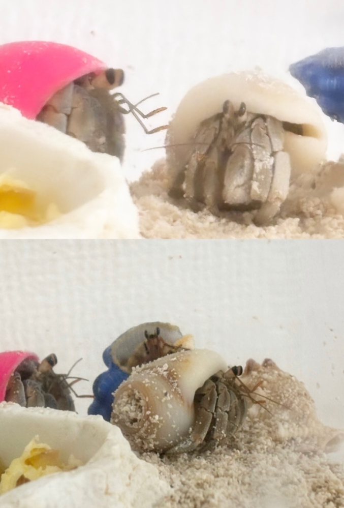 我が家のオカヤドカリの種類について 先日ペットショップにてオカヤドカリ釣りをやっており、子供が釣って購入したオカヤドカリ達です。 3匹購入したのですが、調べたところオカヤドカリにはナキオカヤドカリ、ムラサキオカヤドカリなどの種類がある事を知りました。 私自身オカヤドカリの飼育は初めてでして見分け方等調べたもののあまりよくわからず、もし詳しい方がいらっしゃいましたらわかる範囲で構いませんので教えて頂けないでしょうか？ (なかなか分かりやすい写真が撮れず申し訳ありません>_<)