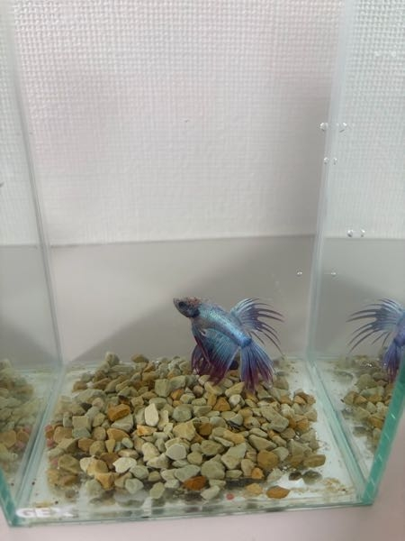 60cm規格水槽でポリプテルス・セネガルスを2匹混泳しようと