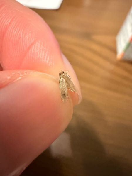 虫に詳しい方に教えて頂きたいのですが、毎年、家の中にこの虫が何匹
