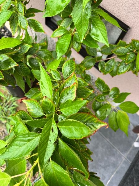 桜の木(鉢植え)について4月上旬の購入時はすべて緑の葉っぱだったの