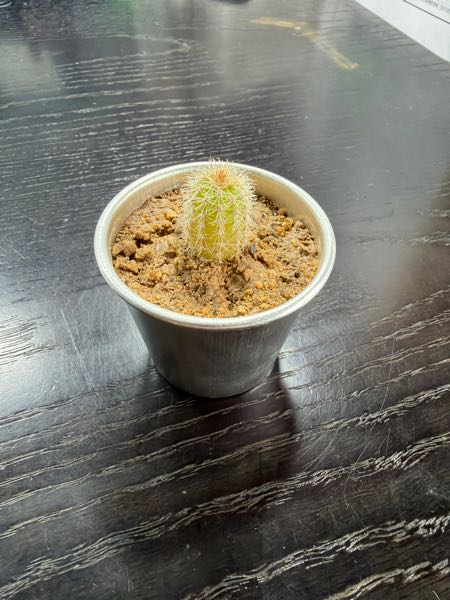 教習所に入校手続きをしに行ったときにこちらのサボテンくんを頂いた