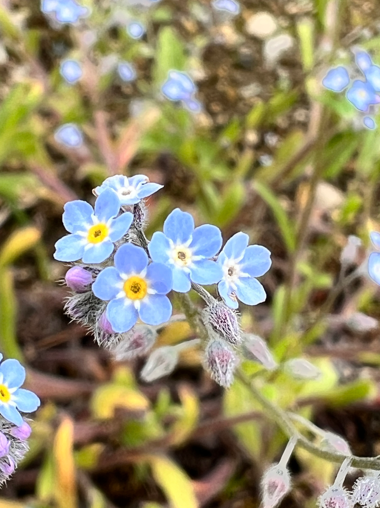花に詳しい方、教えてほしいです。この花の種類はなんでしょうか？青い