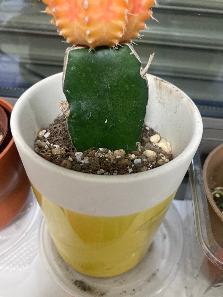 写真左上のサボテンのノ(手を上げてるみたいな)トゲが急に生えてき
