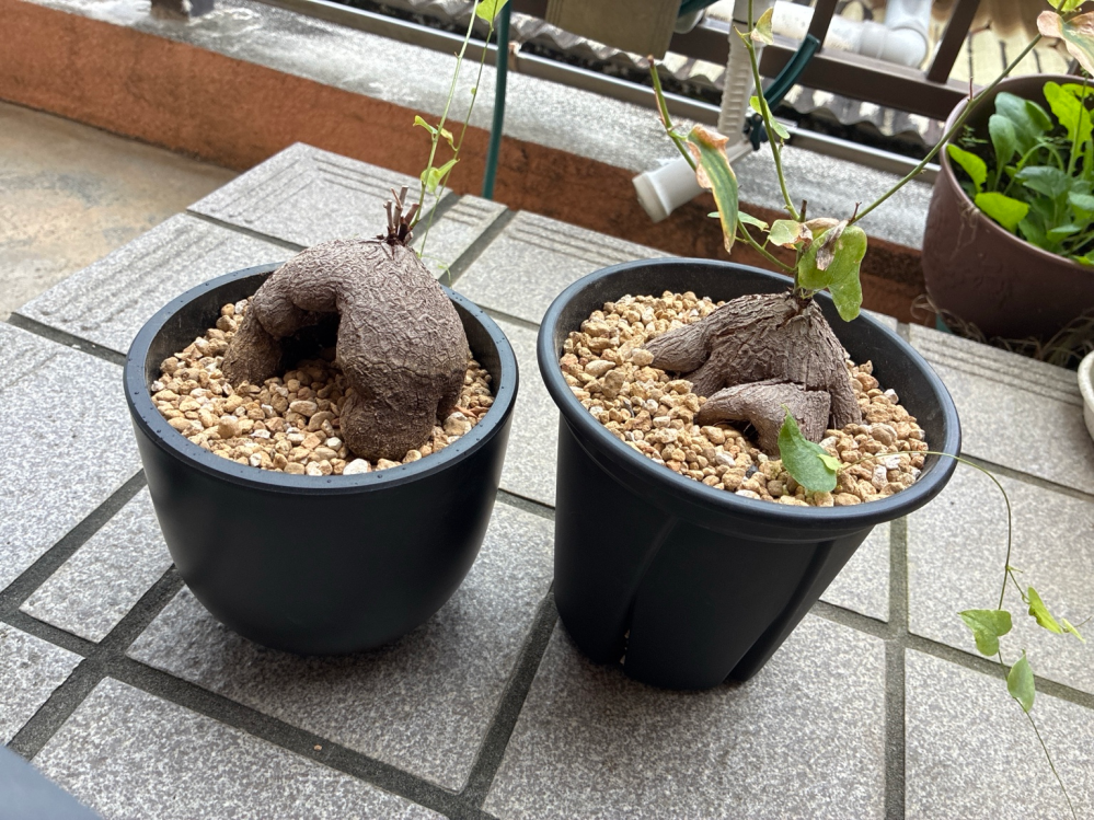 亀甲竜、一年前はこんな形です これってどちらも亀甲竜ですか？地元のホームセンターで買ったのですが